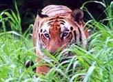 Tiger in Periyar.
