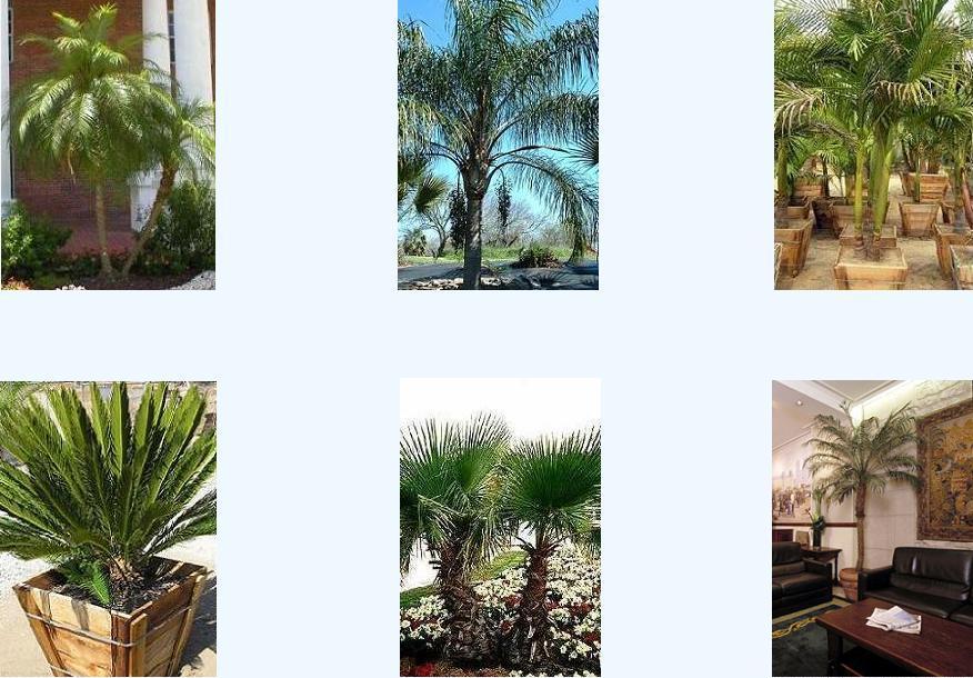 Palms Chicago Sales & Rentals of Specimen Size Palm Trees