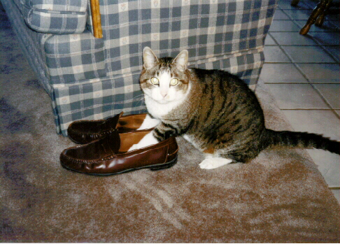 /user/Cat.jpg