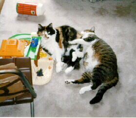 /user/cat4.jpg