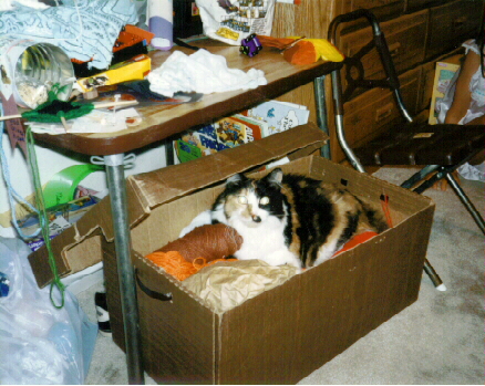 /user/cat5a.jpg
