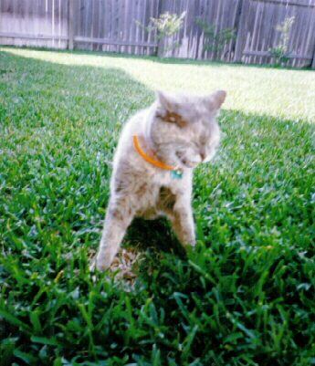 /user/cat7.jpg