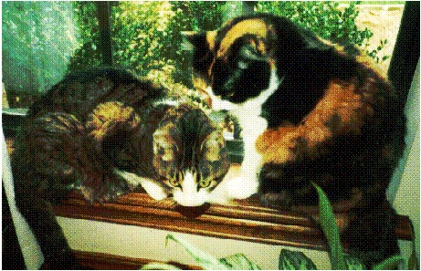 /user/cats2.jpg