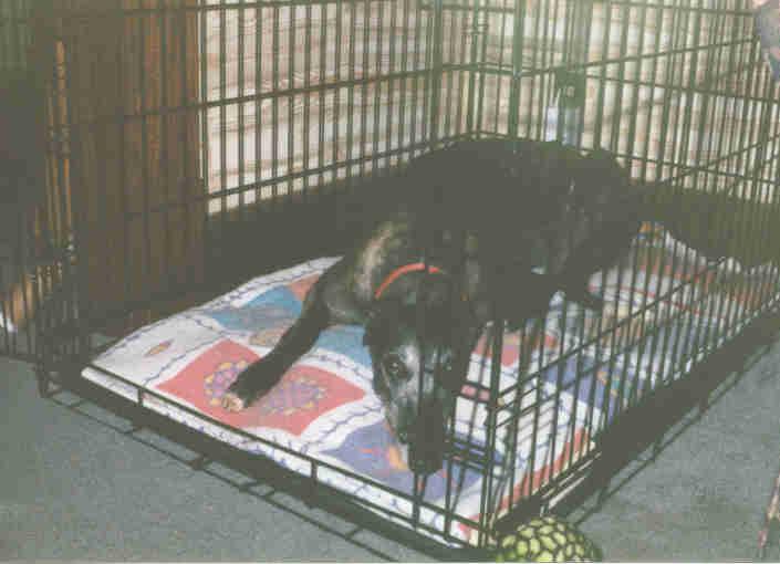 Janet watches us from her crate.