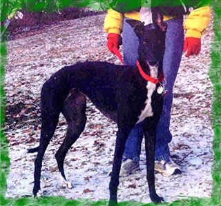 Mimi and her handler