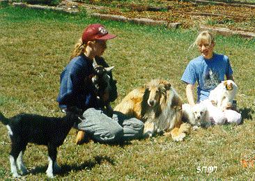 Fun with baby goats