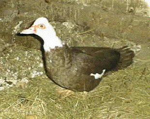 Lady Duck
