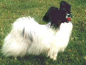 Pamparix Charmant Blanche