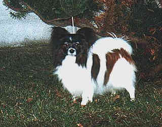Pamparix Charmant Coquette