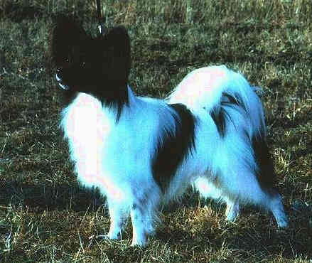 Pamparix Charmant Aramis 