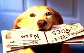 trained dog