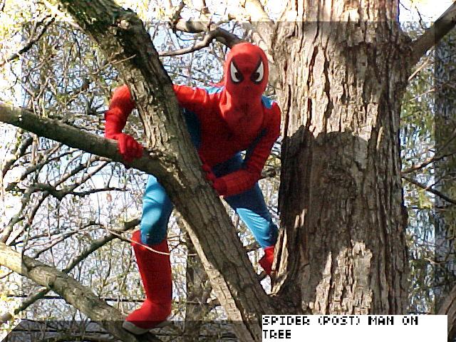 Postman on a tree