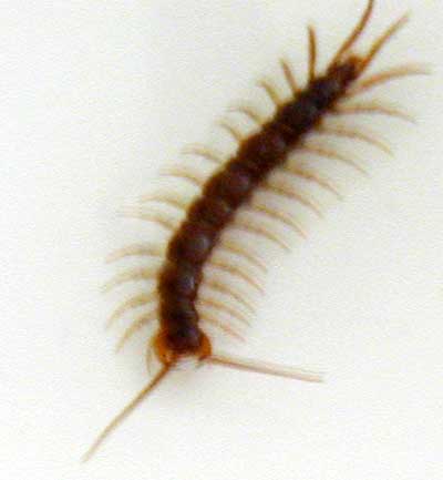 Centipede