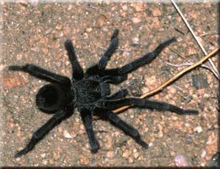 Tarantula