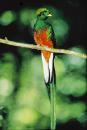 Quetzal