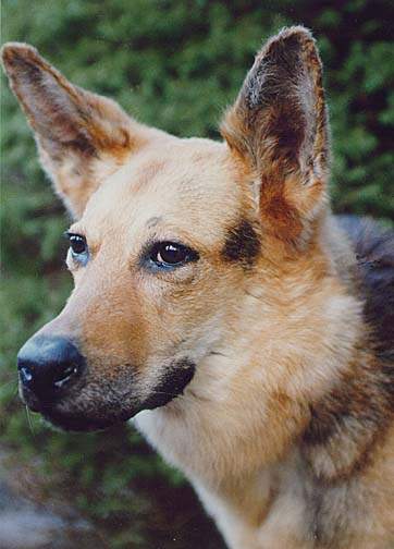 Alsatian Dog