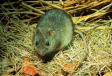 Rat in Rice Field