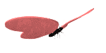 anim1a.gif