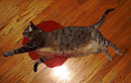 dead cat