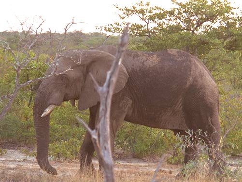 elephant