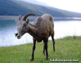 Mountain Goat