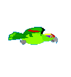 parrot