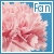 carnations