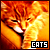 cats/kittens