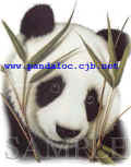 qb-panda.jpg (18187 bytes)