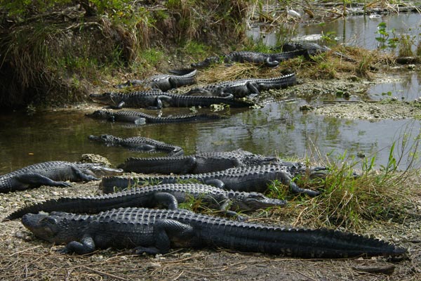 Congregation of Alligators