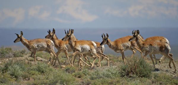 Herd of Antelopes