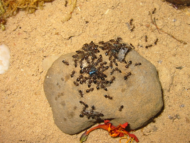 Army of Ants