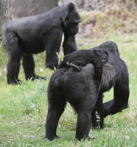 Troop of Apes