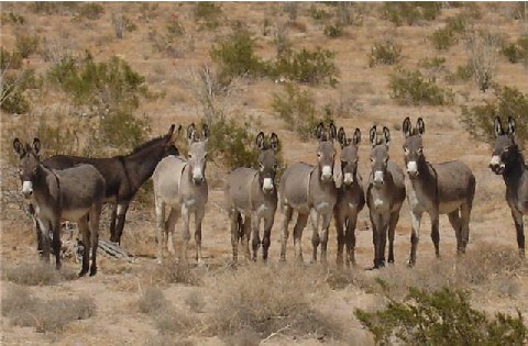 Pace of Asses