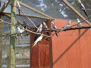 Volley of Birds