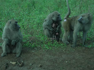 Troop of Baboons