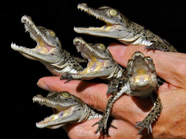 Nest of Crocodiles