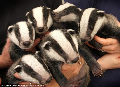 Cete of Badgers