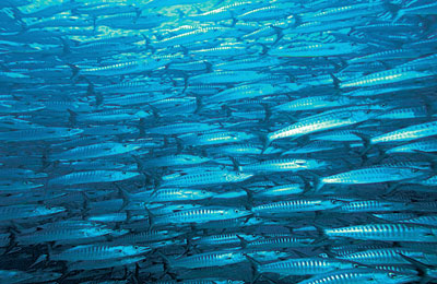 Battery of Barracuda