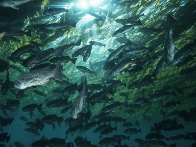 Fleet of Bass