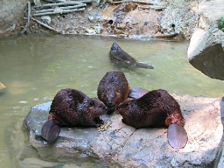 Lodge of Beavers