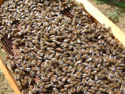 Cluster of Bees