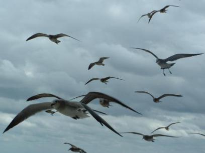 Flight of Birds