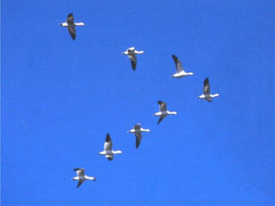 Migrating Birds