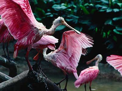 Congregation of Birds