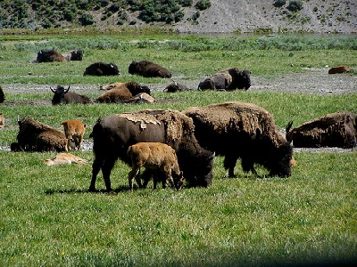Herd of Bison