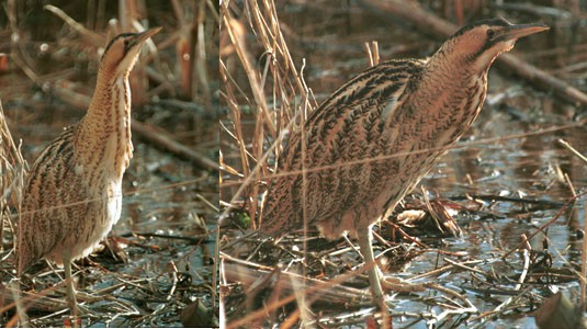Sedge of Bitterns