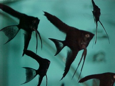 Host of Angel Fish