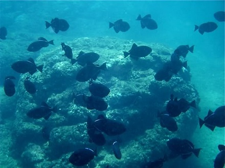 Grind of Blackfish