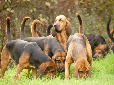 Sute of Bloodhounds